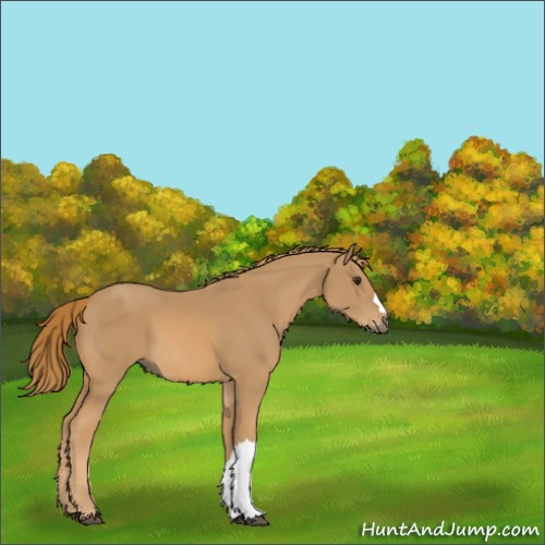 Horse Color:Chestnut 