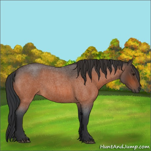 Horse Color:Bay Roan 