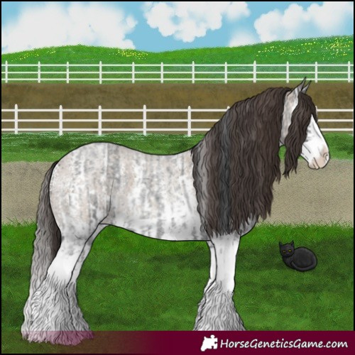 Horse Color:Blue Roan Sabino Splash  and Classic Champagne Roan Sabino Splash 