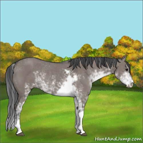 Horse Color:Grullo Sabino Rabicano