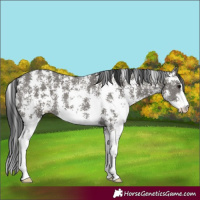 Horse Color:Grullo Sabino Rabicano 