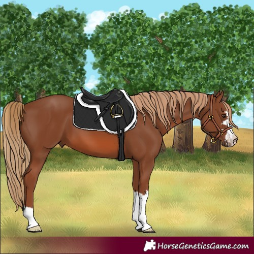 Horse Color:Chestnut 