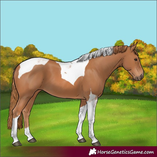 Horse Color:Chestnut Tobiano