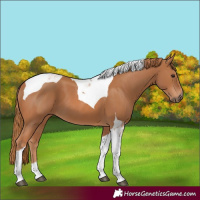 Horse Color:Chestnut Tobiano 