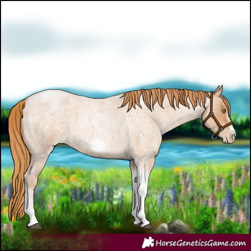 Horse Color:Red Roan Pearl Tobiano Frame 