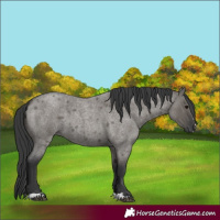 Horse Color:Grullo Roan 