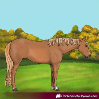 Horse Color:Chestnut 