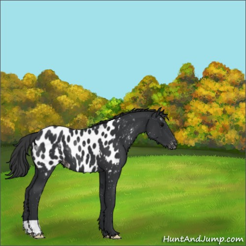 Horse Color:Black Appaloosa 