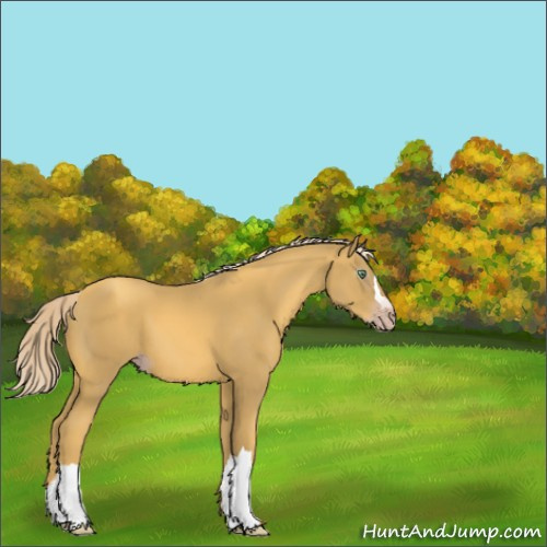 Horse Color:Gray Gold Cream Champagne 