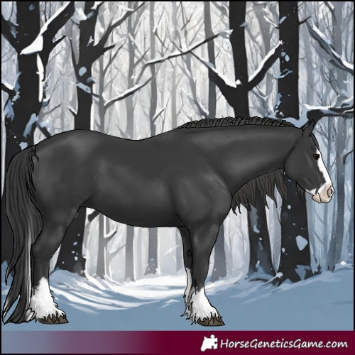 Horse Color:Black Splash