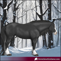 Horse Color:Black Splash 