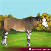 Horse Color:Buckskin Splash