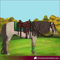 Horse Color:Classic Champagne Dun 