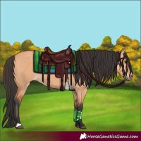 Horse Color:Bay Dun 