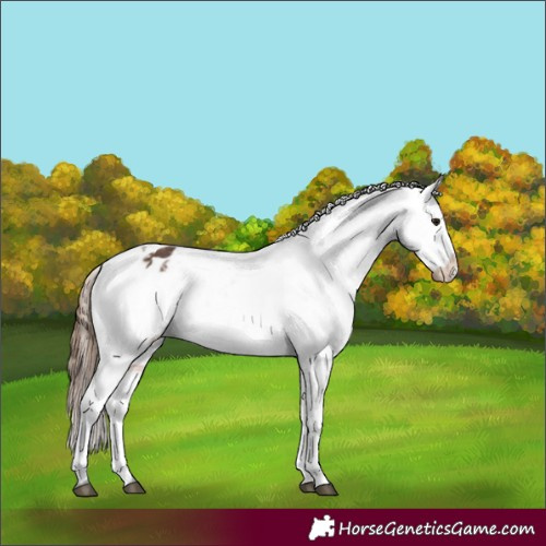 Horse Color:Bay Appaloosa  and Bay Appaloosa 