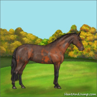 Horse Color:Bay Appaloosa  and Bay Appaloosa 