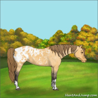 Horse Color:Buckskin Dun Appaloosa  and Buckskin Dun Appaloosa 