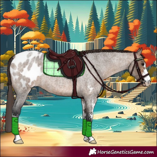 Horse Color:Brown Roan Dun Sabino Appaloosa