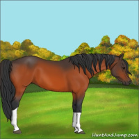 Horse Color:Bay Tobiano 