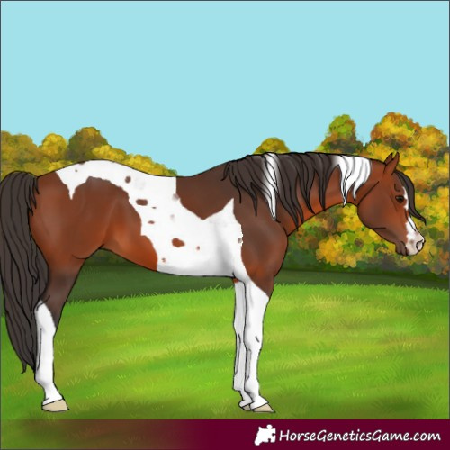 Horse Color:Bay Tobiano 