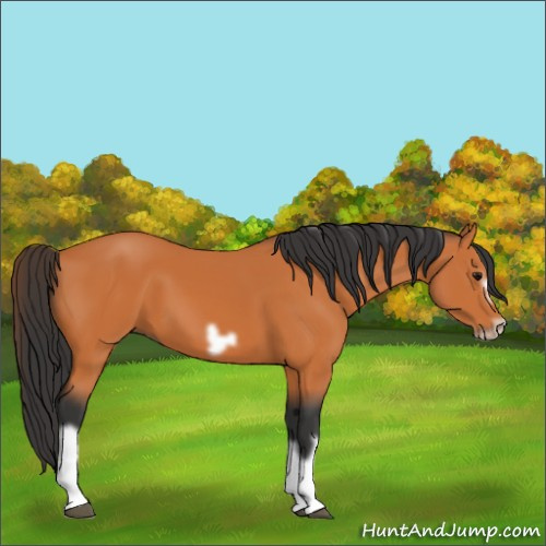 Horse Color:Bay Splash Frame 