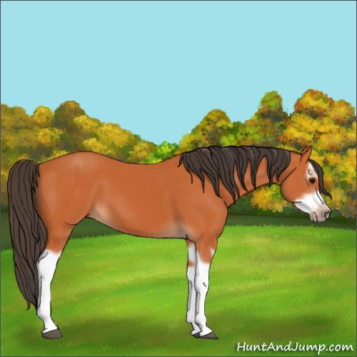 Horse Color:Bay Splash Frame 