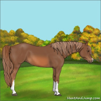 Horse Color:Chestnut 