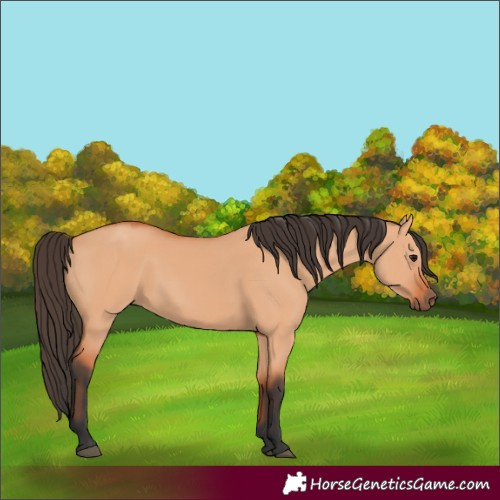 Horse Color:Bay Dun