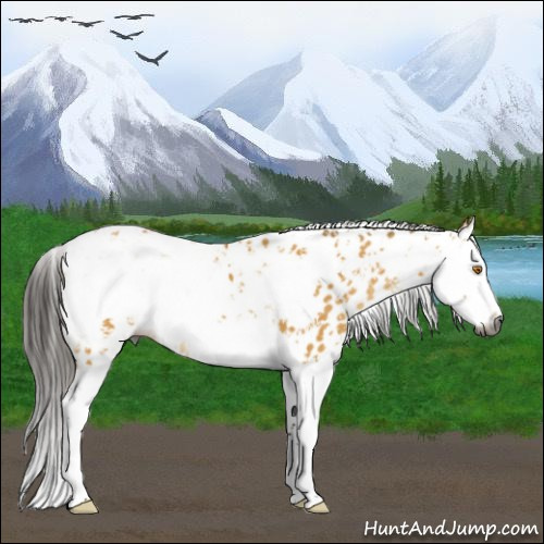 Horse Color:Gray Buckskin Dun Sabino Splash Appaloosa 