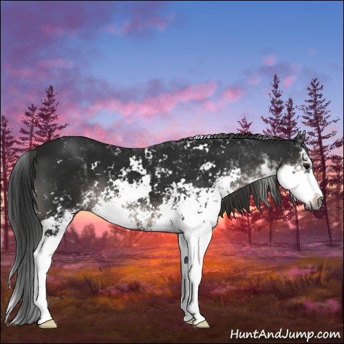 Horse Color:Gray Black Mushroom Sabino 