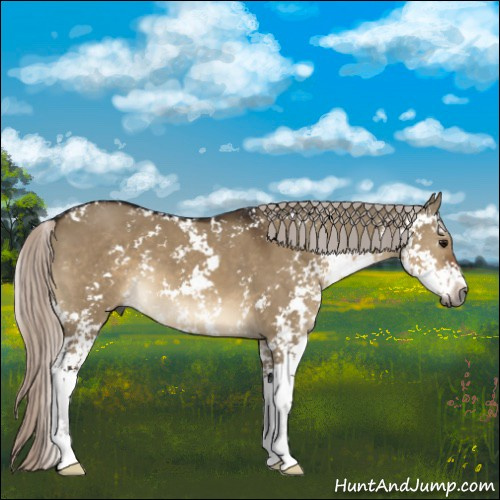 Horse Color:Gray Silver Brown Dun Sabino 