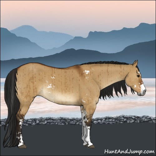 Horse Color:Gray Buckskin Dun Sabino Brindle 