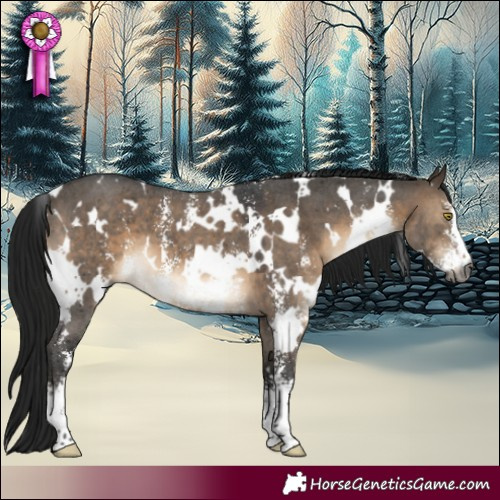 Horse Color:Gray White Spotted Brown Dun Sabino 