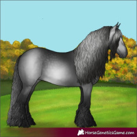 Horse Color:Gray Black 