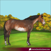 Horse Color:Bay  and Bay Frame 