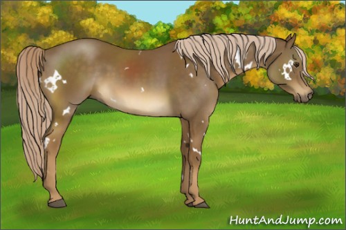 Horse Color:White Spotted Chocolate Palomino 
