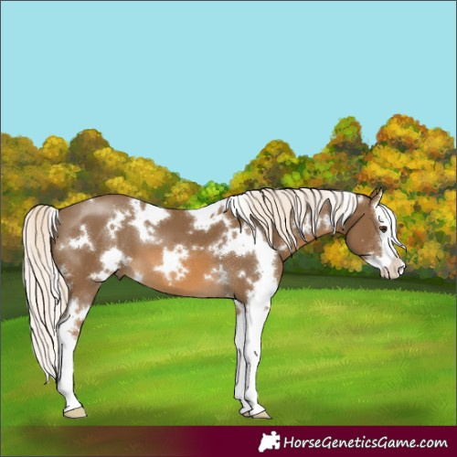 Horse Color:White Spotted Chocolate Palomino Splash 