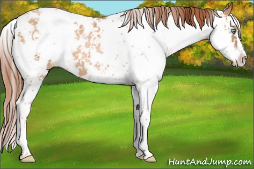 Horse Color:Buckskin Pearl Sabino Appaloosa 