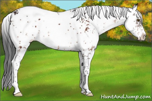 Horse Color:Brown Sabino 