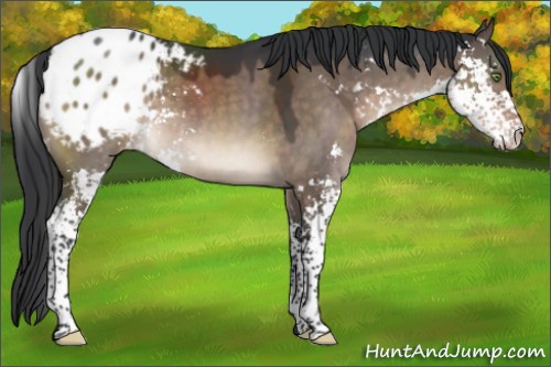 Horse Color:Brown Dun Mushroom Sabino Appaloosa 