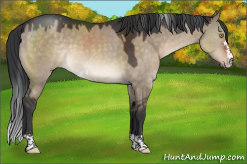 Horse Color:Brown Dun Sabino 