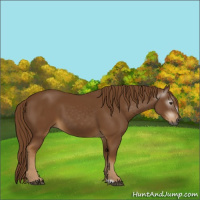 Horse Color:Gray Chestnut Frame