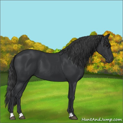 Horse Color:Unknown 