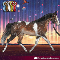 Horse Color:Brown Splash Tobiano Appaloosa