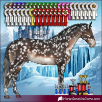 Horse Color:Brown Tobiano Appaloosa