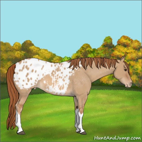 Horse Color:Red Dun Appaloosa