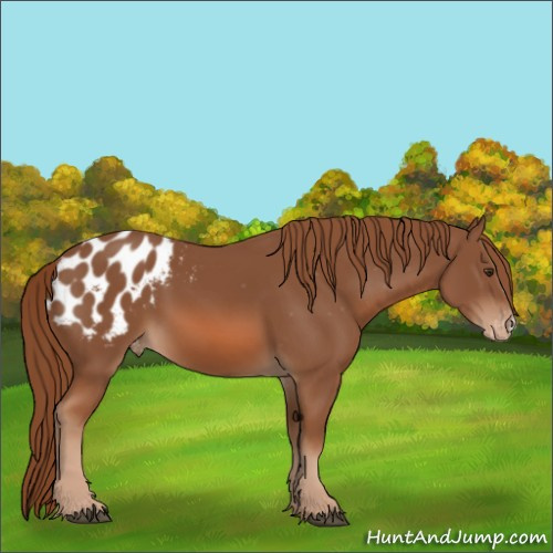 Horse Color:Chestnut Appaloosa 
