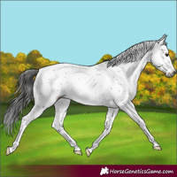 Horse Color:Gray Brown Sabino Rabicano 