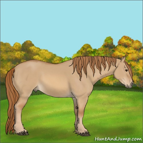 Horse Color:Red Dun Rabicano 