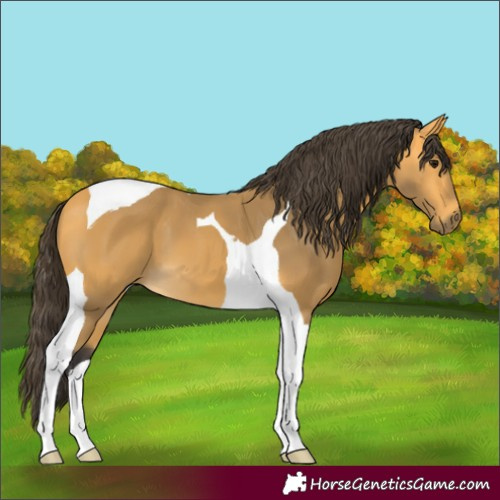 Horse Color:Buckskin Tobiano 